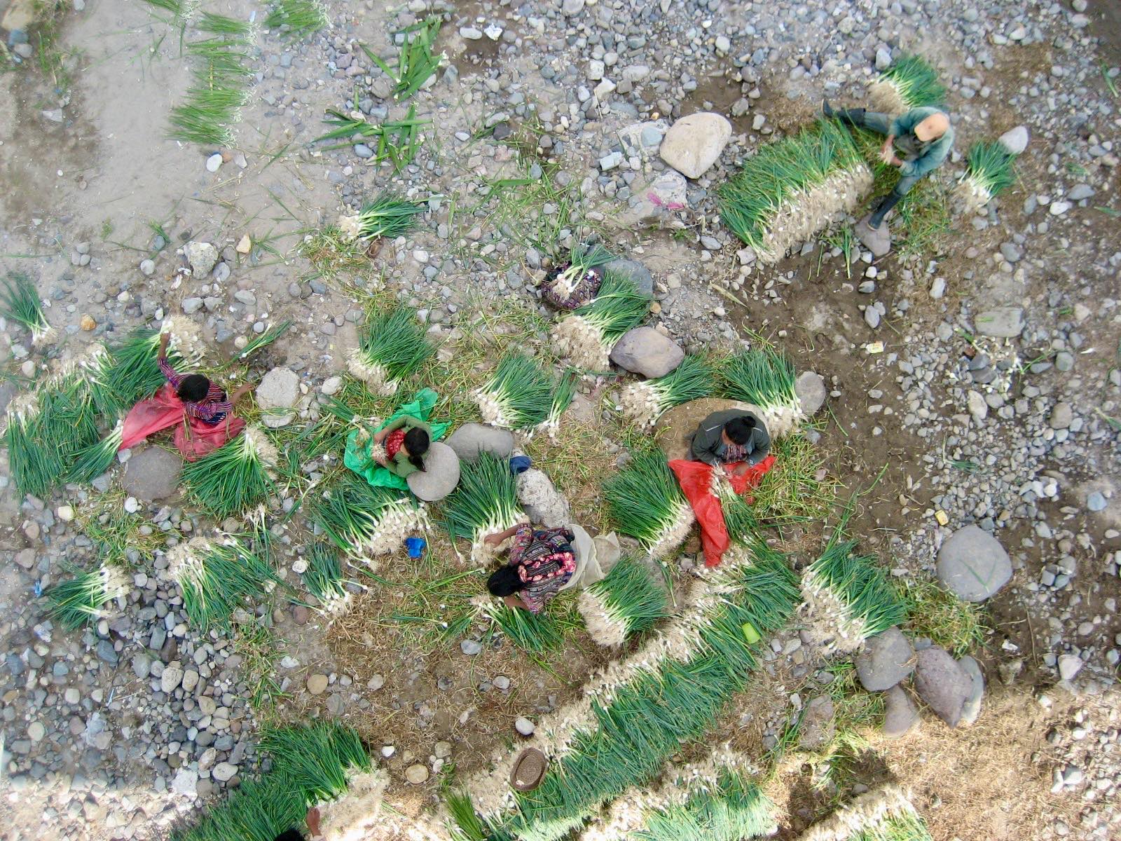 Onion growers bundling their harvest on a riverbank in Guatemala, seen from above